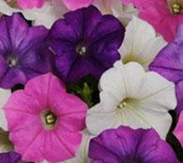 петуния ампельная гибридная            Petunia х hibrida